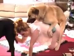 Two dogs in a trio